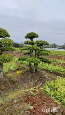 15公分造型榆树