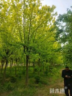 15公分金叶复叶槭