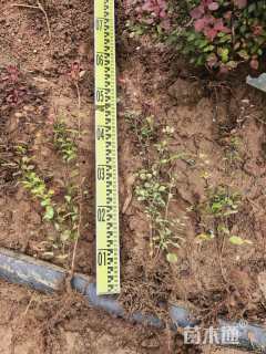 高度30厘米红叶小檗