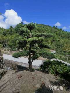 原生苗造型罗汉松