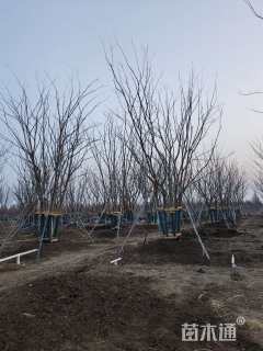 90公分(4杆)丛生朴树