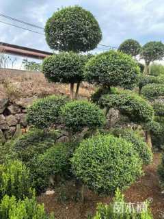 10公分造型小叶女贞