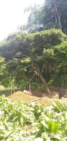 高度520厘米雀舌黄杨