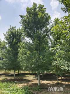 14公分美国红枫