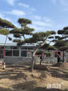 20公分造型黑松