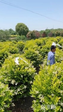 冠幅200厘米金森女贞球