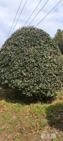 冠幅3500厘米桂花球