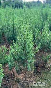 高度50厘米刺柏