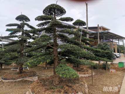 移栽苗造型罗汉松