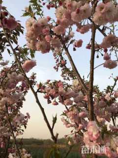 6公分普贤象樱花