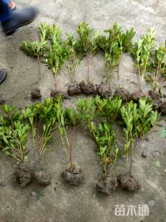 高度30厘米毛鹃