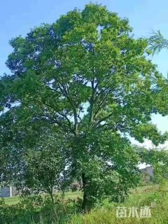 22公分朴树