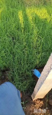 高度15厘米芦苇