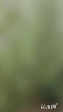 15公分青皮垂柳