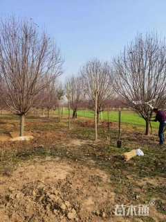 25公分绚丽海棠