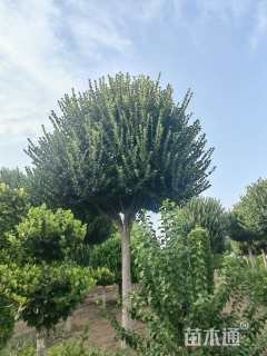 16公分丝棉木高接卫矛