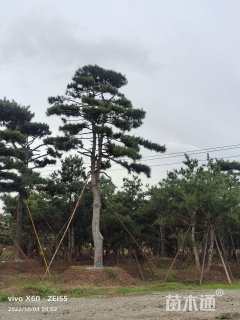 32公分造型黑松