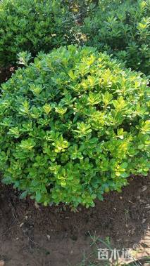 冠幅80厘米海桐球