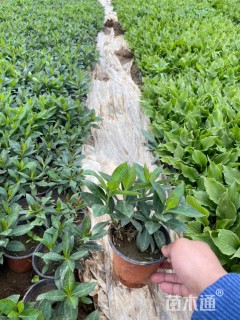 高度23厘米宿根福禄考