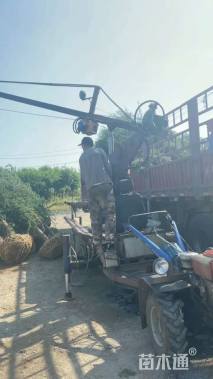 高度1000厘米雪松