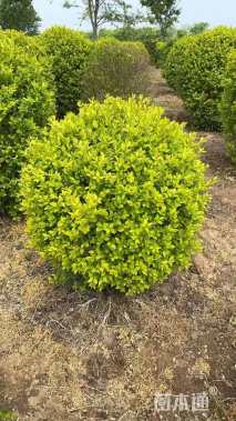 冠幅100厘米金叶女贞球