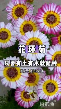 混色  单色花环菊种子