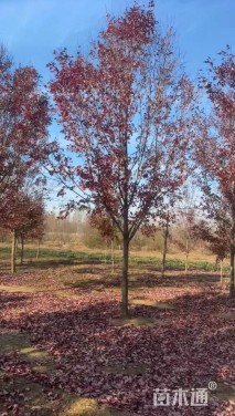 14公分美国红枫