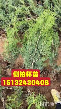 高度60厘米侧柏