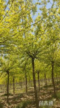 10公分金叶复叶槭