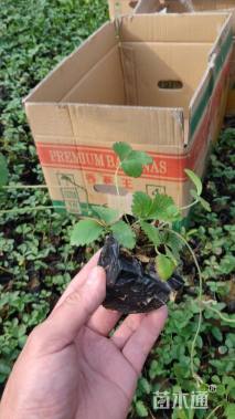 高度10厘米蛇莓