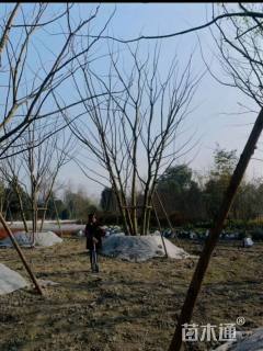 12公分(5杆)丛生朴树