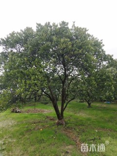 高度300厘米丛生胡柚