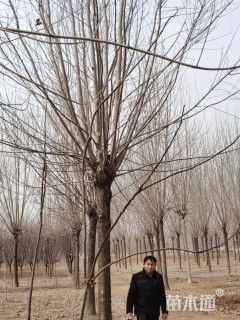 18公分金叶白蜡