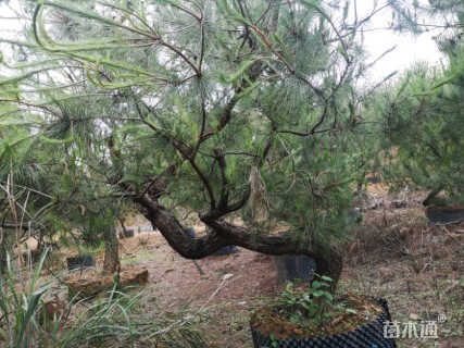 高度20000厘米马尾松