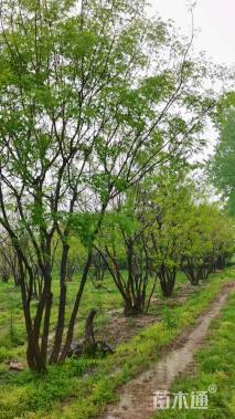 80公分(5杆)丛生黄连木