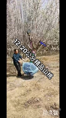 12公分山桃