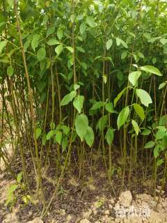 高度60厘米红瑞木