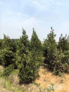 高度300厘米侧柏