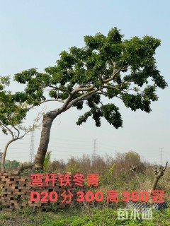 18公分红果冬青