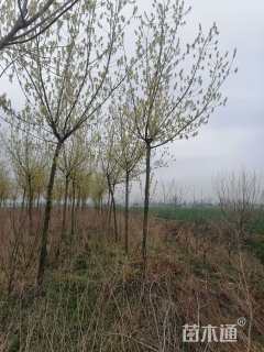 9公分金叶复叶槭