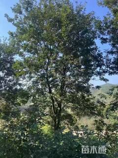 15公分黄花风铃木