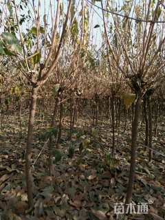 高度360厘米蜡梅