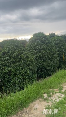 高度350厘米丛生桂花