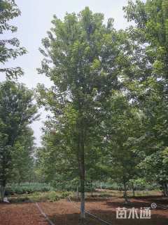 21公分美国红枫