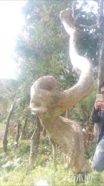 高度500厘米黄杨