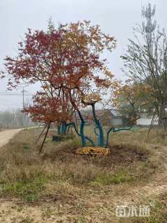 41公分丛生乌桕