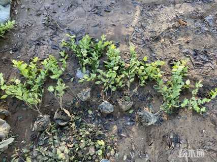 高度45厘米金森女贞