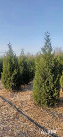 高度250厘米蜀桧