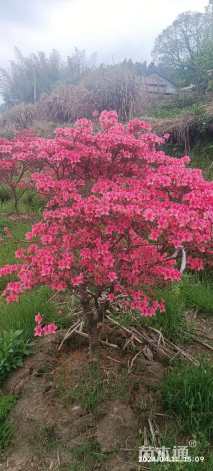 高度200厘米映山红