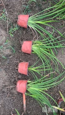 高度20厘米常绿萱草